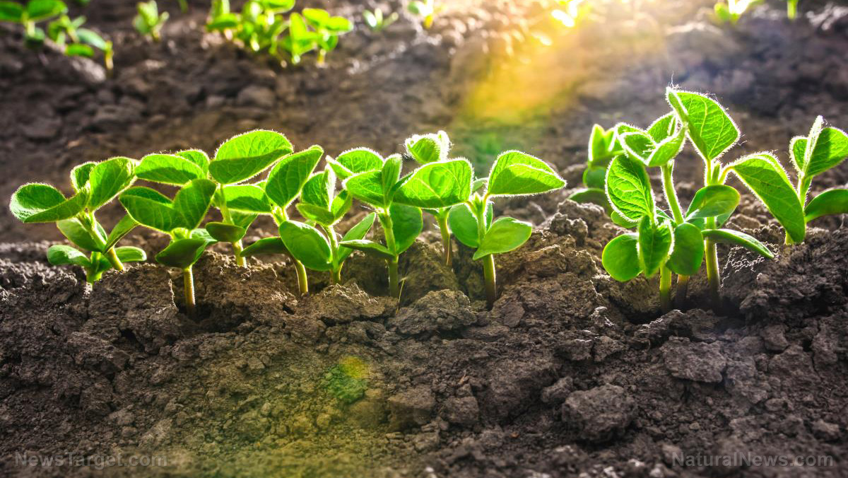The plot thickens: Use these 4 strategies to help keep your soil rich ...